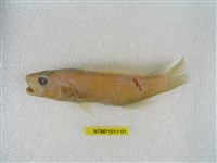 藏品(日本鱠)的圖片